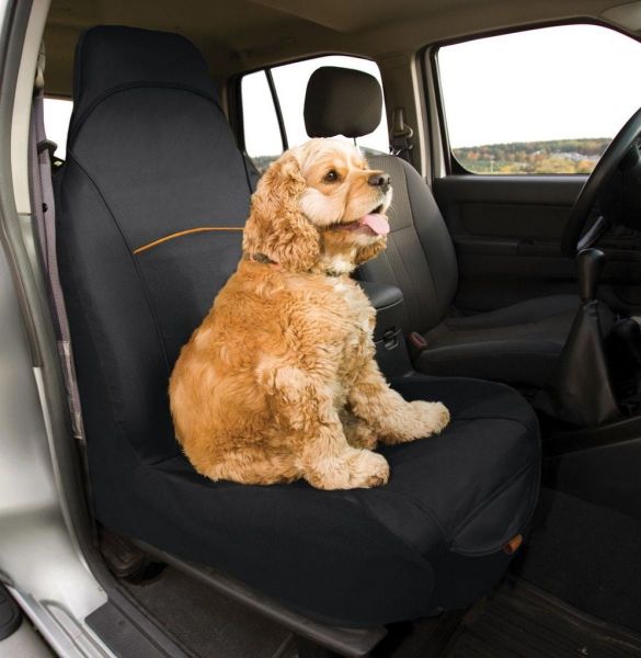 Cum isi viziteaza cainii si pisicile stapanii aflati la job in Anglia?