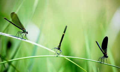 Deratizare, Dezinsecţie, Dezinfecţie pe scurt Compania DDD
