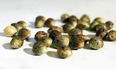 Care sunt beneficiile unei diete cu seminte de cannabis?