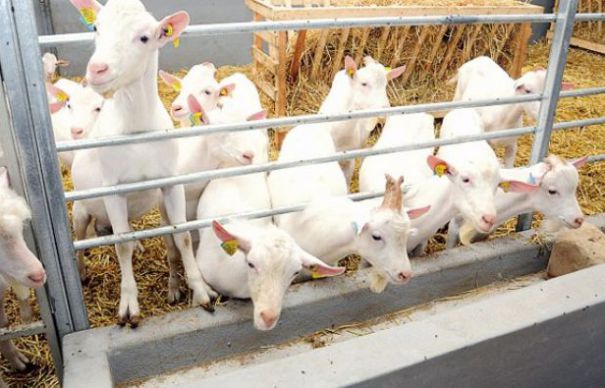 Un nou focar de pestă. Sunt afectate micile rumegătoare. România interzice comerțul | Nationalul.ro