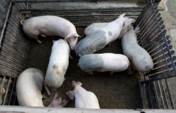 Încă trei focare de pestă porcină africană au fost confirmate | Nationalul.ro