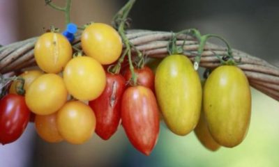 Anunţ-bombă despre roşiile româneşti! Nu s-a mai întâmplat asta de pe vremea lui  Ceaușescu | Nationalul.ro