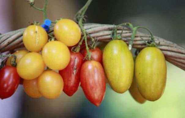 Anunţ-bombă despre roşiile româneşti! Nu s-a mai întâmplat asta de pe vremea lui  Ceaușescu | Nationalul.ro