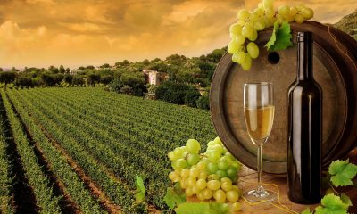 Importanta butoaielor de vin