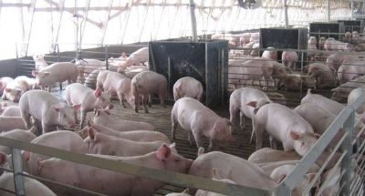 România, de un an fără leac în fața Pestei Porcine | Nationalul.ro