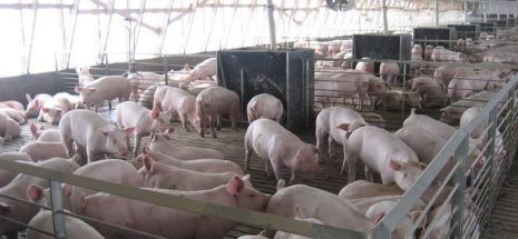 România, de un an fără leac în fața Pestei Porcine | Nationalul.ro