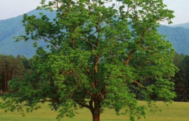 Pomii care se pot tăia doar cu autorizaţie. Amendă de peste 2.000 de euro | Nationalul.ro