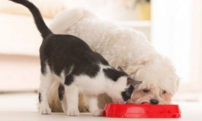 Cel mai mare producător român de hrană pentru animale a intrat în United Petfood | Nationalul.ro