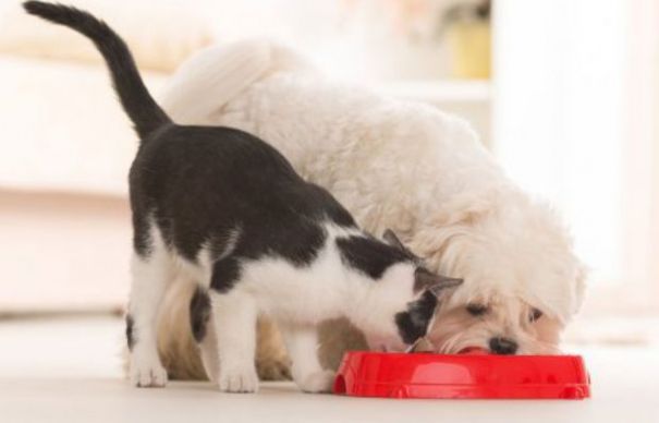 Cel mai mare producător român de hrană pentru animale a intrat în United Petfood | Nationalul.ro