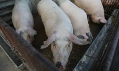Autoritatea Sanitar Veterinară rupe în sfârșit tăcerea! Adevărul despre pesta porcină | Nationalul.ro