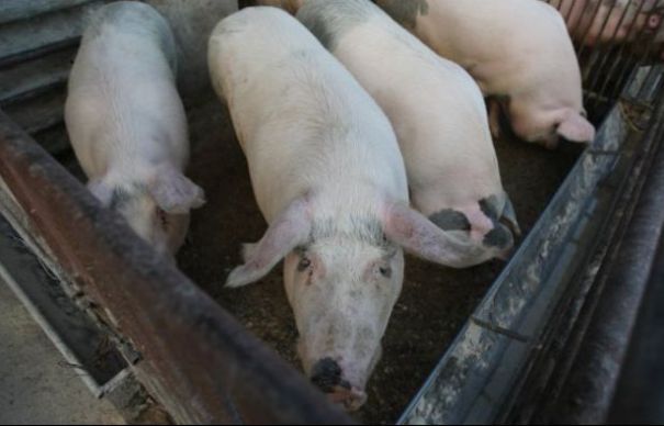 Săptămâna aceasta vor fi omorâți peste 140.000 de porci | Nationalul.ro