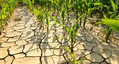 Comisia Europeană anunţă noi măsuri de sprijin pentru fermierii afectaţi de secetă | Nationalul.ro