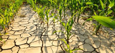 Comisia Europeană anunţă noi măsuri de sprijin pentru fermierii afectaţi de secetă | Nationalul.ro