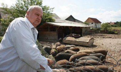 Judeţul care nu este afectat de pesta porcină. Aici cresc cei mai mulţi porci din rasa Mangaliţa | Nationalul.ro