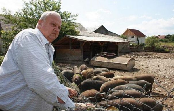Judeţul care nu este afectat de pesta porcină. Aici cresc cei mai mulţi porci din rasa Mangaliţa | Nationalul.ro
