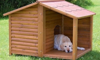 Cusca pentru caine, detaliu cheie pentru sanatatea prietenului necuvantator