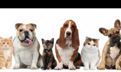 Avertisment. Animalele de companie care îți pot aduce un dosar penal | Nationalul.ro