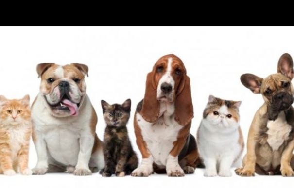 Avertisment. Animalele de companie care îți pot aduce un dosar penal | Nationalul.ro