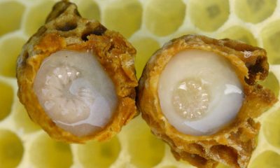 Beneficiile laptisorului de matca pentru sanatate