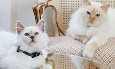 Decizie șocantă a autorităților locale! Orașul în care este INTERZIS să ai pisici ca animale de companie | Nationalul.ro