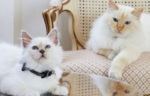 Decizie șocantă a autorităților locale! Orașul în care este INTERZIS să ai pisici ca animale de companie | Nationalul.ro