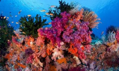 Marea Barieră de Corali va fi protejată de roboți. Vezi ce companie gigant a finanțat această invenție salvatoare | Nationalul.ro