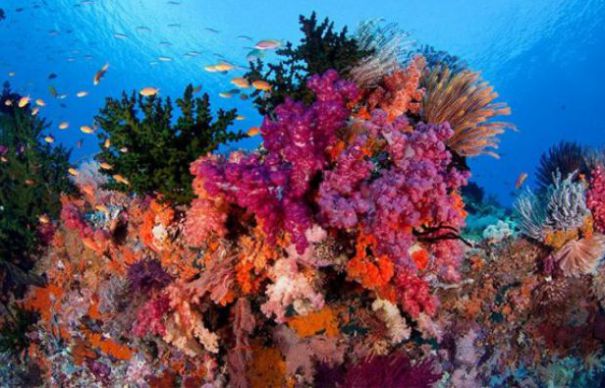 Marea Barieră de Corali va fi protejată de roboți. Vezi ce companie gigant a finanțat această invenție salvatoare | Nationalul.ro