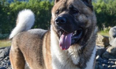 Istoric si Origine Akita American