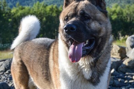 Istoric si Origine Akita American