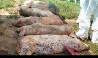 Un nou focar de pestă, într-un județ important! | Nationalul.ro