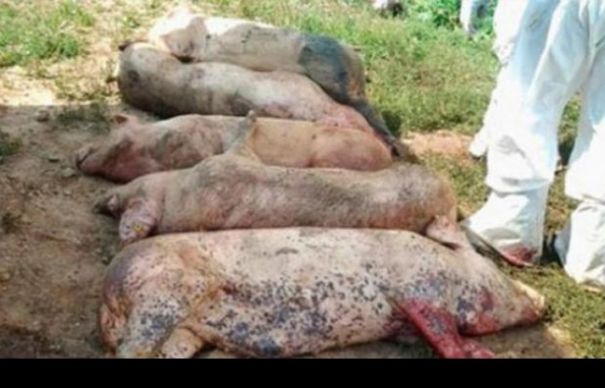 Un nou focar de pestă, într-un județ important! | Nationalul.ro