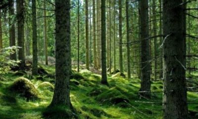 Revoltător! Pădure protejată TĂIATĂ pentru a se construi un cartier de lux. Cine locuiește aici | Nationalul.ro