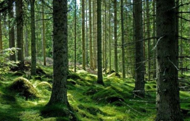 Revoltător! Pădure protejată TĂIATĂ pentru a se construi un cartier de lux. Cine locuiește aici | Nationalul.ro