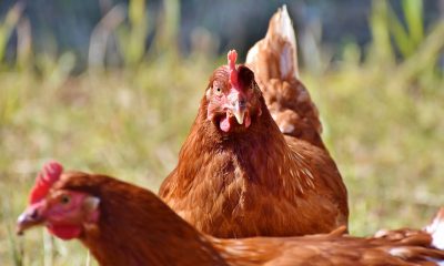 Carne de pui certificată, singura ce merită a fi cumpărată