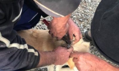 Își beau urina de sete! Când au văzut apa, au început să urle de sete! | Nationalul.ro