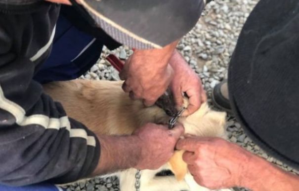 Își beau urina de sete! Când au văzut apa, au început să urle de sete! | Nationalul.ro