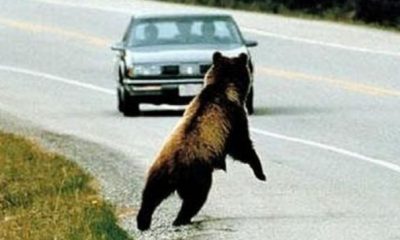 O autostradă din România a devenit abator de urși. Accidentele nu se mai opresc | Nationalul.ro