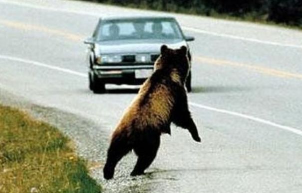 O autostradă din România a devenit abator de urși. Accidentele nu se mai opresc | Nationalul.ro