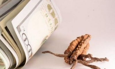 O ciupercă mai valoroasă decât aurul. Prețul unui kilogram este de 140.000 de dolari | Nationalul.ro