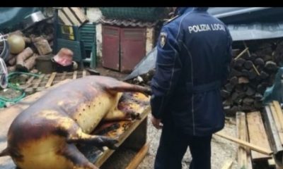 Pățania unor români din Italia care au tăiat porcul în curtea casei! Închisoare și amendă uriașă după ce au fost pârâți de vecini | Nationalul.ro