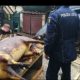 Pățania unor români din Italia care au tăiat porcul în curtea casei! Închisoare și amendă uriașă după ce au fost pârâți de vecini | Nationalul.ro