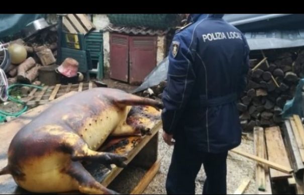 Pățania unor români din Italia care au tăiat porcul în curtea casei! Închisoare și amendă uriașă după ce au fost pârâți de vecini | Nationalul.ro