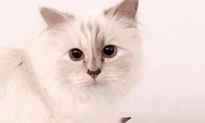 Incredibil! Cine este milionarul celebru care a ales să-și doneze toată averea pisicii | Nationalul.ro