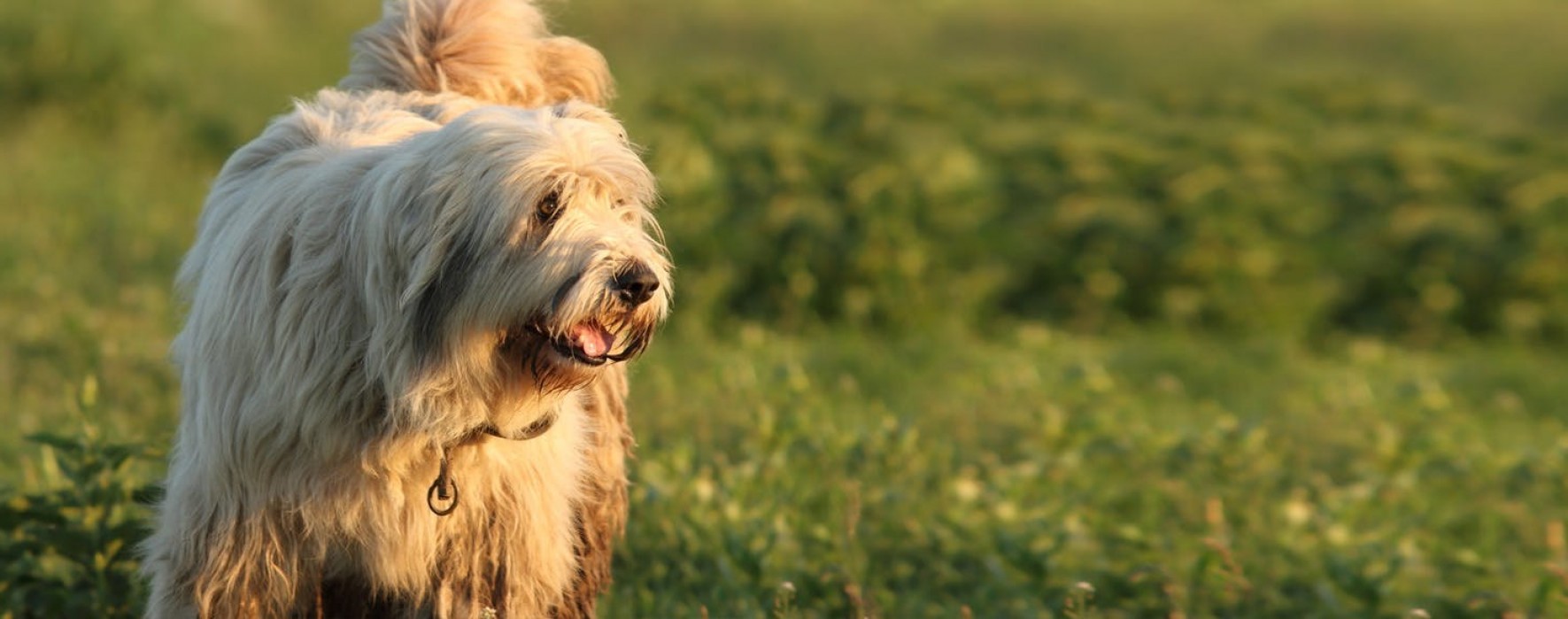 Tu ce stii despre un ciobanesc mioritic?