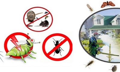 Scapa blocul de gandaci de bucatarie!