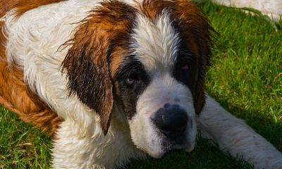 Ce lucruri nu stiai despre un Saint Bernard?