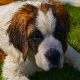 Ce lucruri nu stiai despre un Saint Bernard?