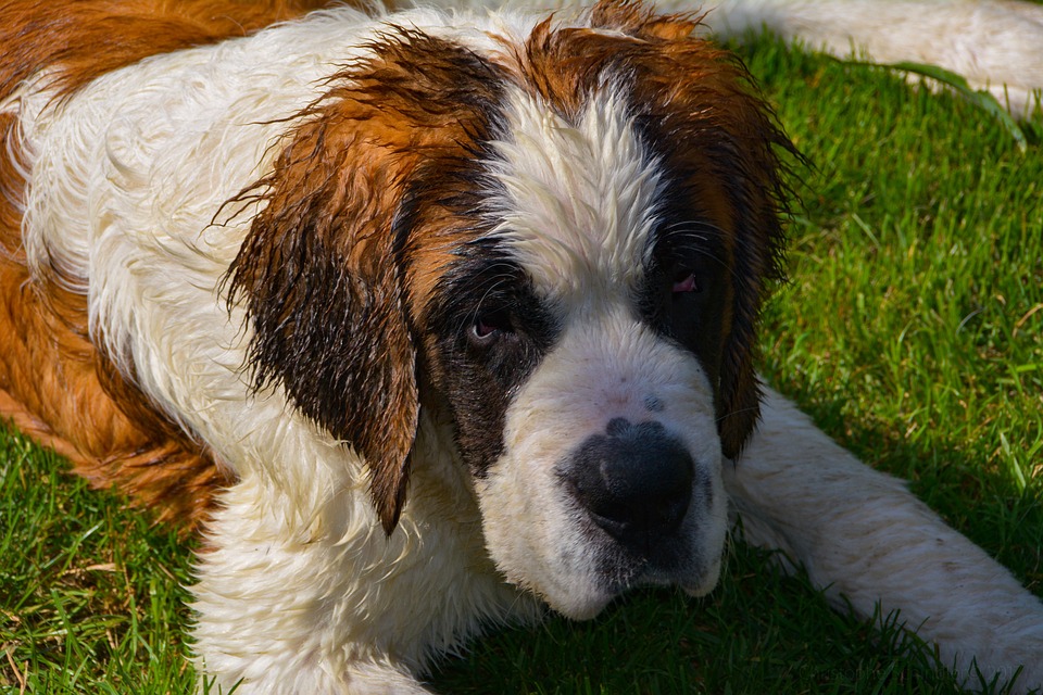 Ce lucruri nu stiai despre un Saint Bernard?