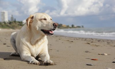 Ce nu stiai despre cel mai iubit caine – Labrador?
