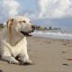 Ce nu stiai despre cel mai iubit caine – Labrador?